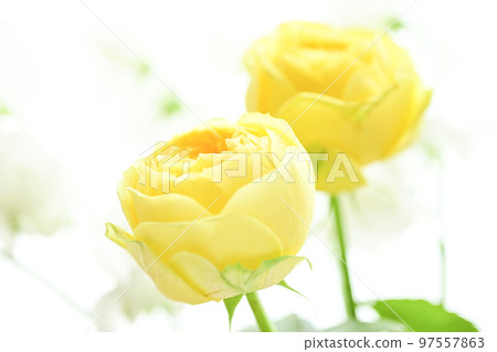 A soft and gentle yellow rose with a spring image that you want to give as a gift in spring A soft and gentle yellow rose with a spring image that you want to give as a gift in spring 97557863