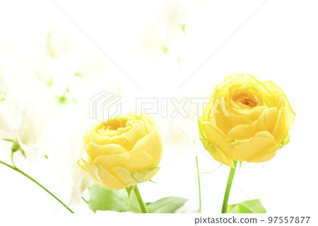 想作為春天的禮物贈送的帶有春天意象的柔軟溫柔的黃玫瑰 想作為春天的禮物贈送的帶有春天意象的柔軟溫柔的黃玫瑰 97557877