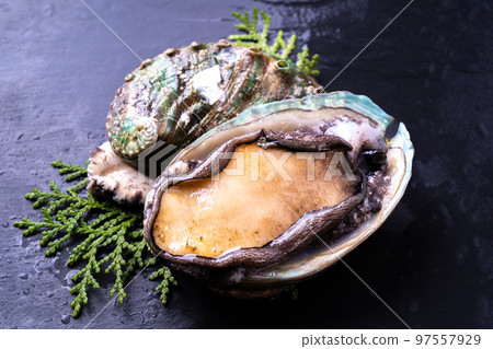 鮑魚 97557929