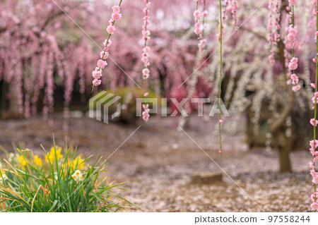 Scenery of beautiful weeping plum blossoms 97558244
