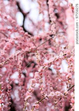 Scenery of beautiful weeping plum blossoms 97558276