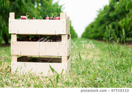 Harvest of ripe freshly picked cherries in a crate 97558310