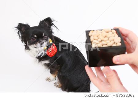 A black-tanned long-coated Chihuahua with a demon mask on Setsubun, and a masu soybean for soybeans. A black-tanned long-coated Chihuahua with a demon mask on Setsubun, and a masu soybean for soybeans. 97558362