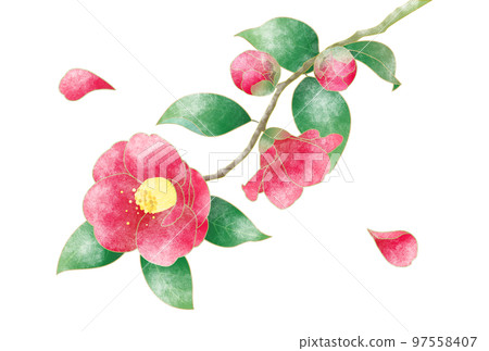 A branch of red camellia covered in snow with texture A branch of red camellia covered in snow with texture 97558407