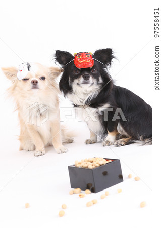 Two long-coated Chihuahuas with demon and fortune masks on Setsubun, and scattered soybeans for soybeans 97558451