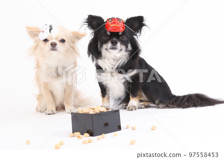 Two long-coated Chihuahuas with demon and fortune masks on Setsubun, and scattered soybeans for soybeans Two long-coated Chihuahuas with demon and fortune masks on Setsubun, and scattered soybeans for soybeans 97558453