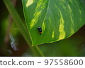 insect on green leaf 97558600