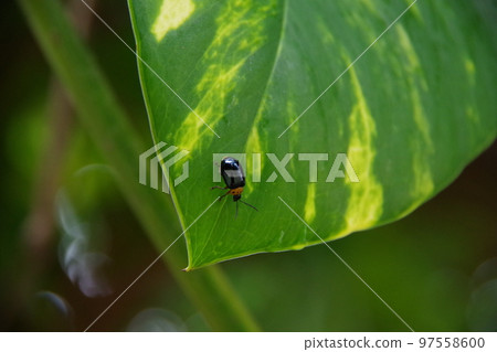 insect on green leaf insect on green leaf 97558600