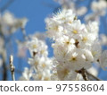 Sakura on a sunny spring day 97558604