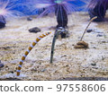 Aquarium's snuff 97558606