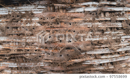Roof covered by spider webs, shallow depth of field Roof covered by spider webs, shallow depth of field 97558699