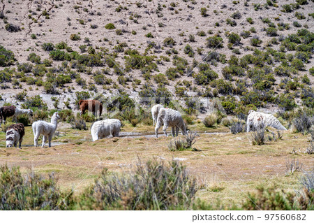Llama in the mountains in the nature of South America 97560682