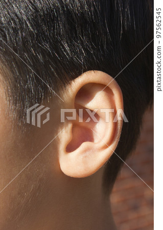 耳朵 97562545