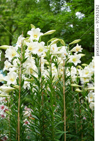 百合花，日谷公園，花，白色，粉紅色，綠色，天空，戶外，田野，花園，許多，多彩， 97563262