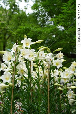 lily flower, hibiya park, flower, white, pink, green, sky, outdoors, field, flower garden, many, colorful, 97563263