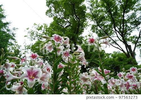 lily flower, hibiya park, flower, white, pink, green, sky, outdoors, field, flower garden, many, colorful, 97563273