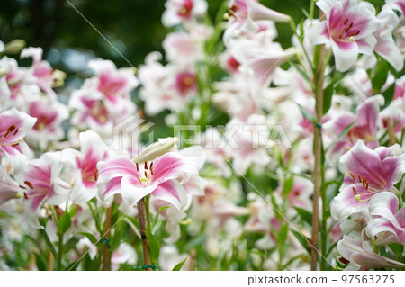 lily flower, hibiya park, flower, white, pink, green, sky, outdoors, field, flower garden, many, colorful, 97563275