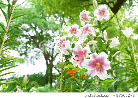 lily flower, hibiya park, flower, white, pink, green, sky, outdoors, field, flower garden, many, colorful, 97563278