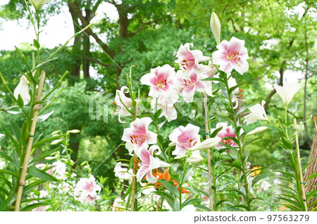 lily flower, hibiya park, flower, white, pink, green, sky, outdoors, field, flower garden, many, colorful, 97563279