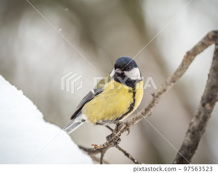 Cute bird Great tit, songbird sitting on a branch without leaves in the autumn or winter. 97563523