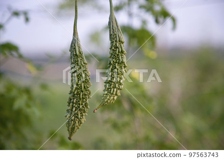 Bitter Gourd or Corolla raw healthy vegetable hanging on the garden tree with the blurry background Bitter Gourd or Corolla raw healthy vegetable hanging on the garden tree with the blurry background 97563743