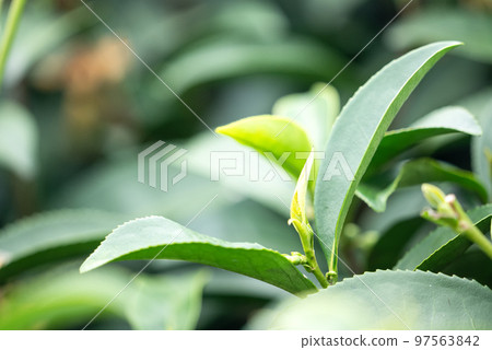 Tea leaf plantation garden leisure field tea field 97563842