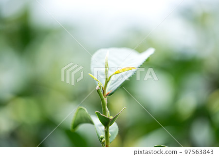 Tea leaf plantation garden leisure field tea field 97563843