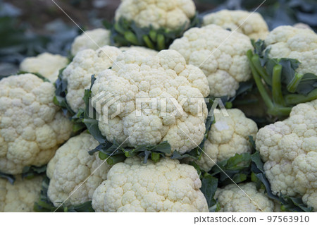 Close-up Focus Fresh organic raw Cauliflower  97563910