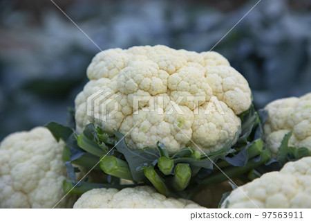 Close-up Focus Fresh organic raw Cauliflower  97563911