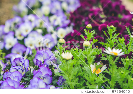 a Beautifully bloomed wild pansy flowers in outdoor garden 97564040