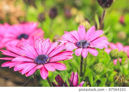 purple flour with a yellow halo of pollen and dark purple center. purple flour with a yellow halo of pollen and dark purple center. 97564101