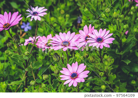 purple flour with a yellow halo of pollen and dark purple center. purple flour with a yellow halo of pollen and dark purple center. 97564109