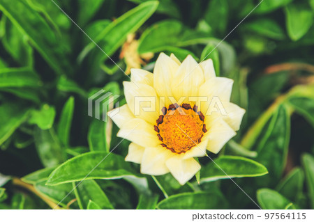a Close up picture of white Gazania flower in the garden. 97564115