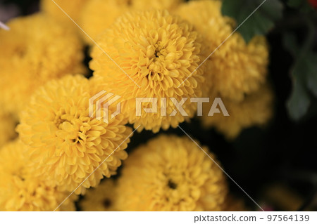 菊花0028 97564139