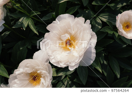 Beautiful fresh delicate white peony flowers in full bloom in the garden. Beautiful fresh delicate white peony flowers in full bloom in the garden. 97564264