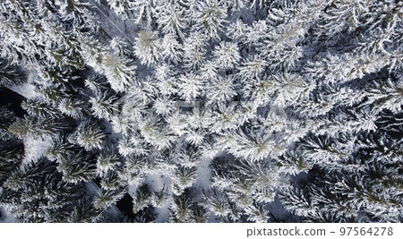 Top down view of snow covered winter forest. 97564278