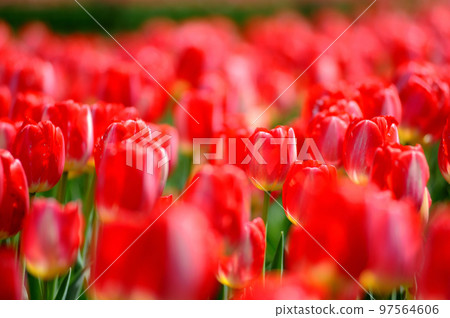 Tulip Festival Tulip Festival 97564606