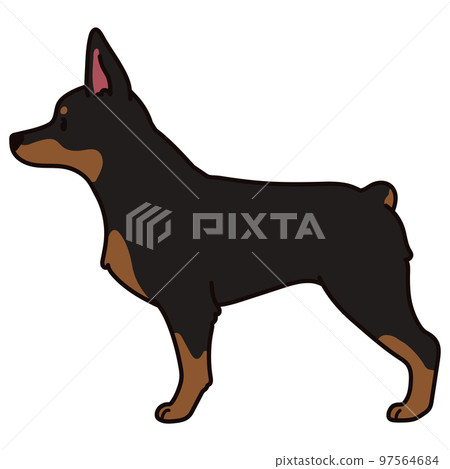 Sideways simple and cute Doberman illustration with main lines Sideways simple and cute Doberman illustration with main lines 97564684