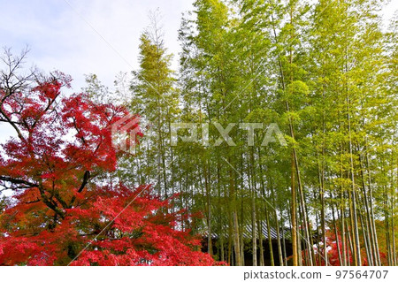 Izu Shuzenji Autumn and colored leaves of Shuzenji Izu Shuzenji Autumn and colored leaves of Shuzenji 97564707