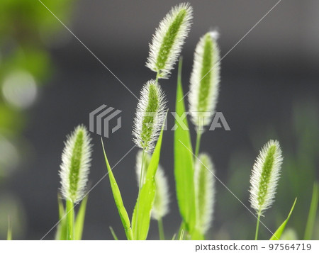 綠色狐尾草(野草) 綠色狐尾草(野草) 97564719