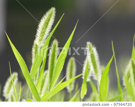 綠色狐尾草（野草） 97564720