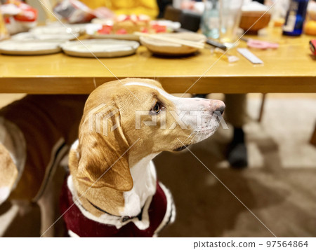 狗從餐桌底下偷看 97564864