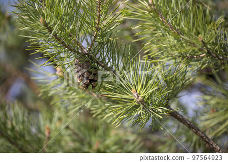 Pine tree branch closeup. Young pine branches with needles and cones. Spring natural background with coniferous tree. Pine tree branch closeup. Young pine branches with needles and cones. Spring natural background with coniferous tree. 97564923