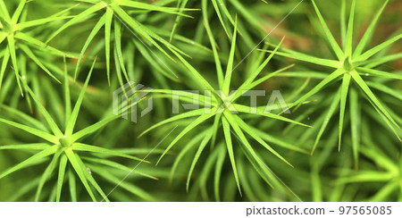 Shrub, Sierra de Guadarrama National Park, Spain 97565085