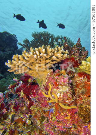 Coral Reef, South Ari Atoll, Maldives Coral Reef, South Ari Atoll, Maldives 97565093
