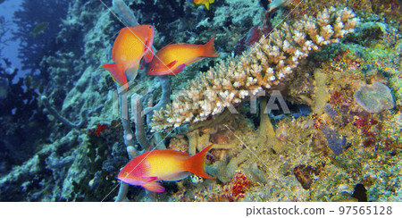 Coral Reef, Maldives 97565128