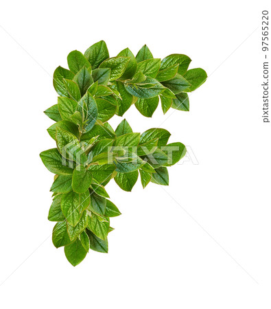 Green leaves in a shape of letter F isolated 97565220