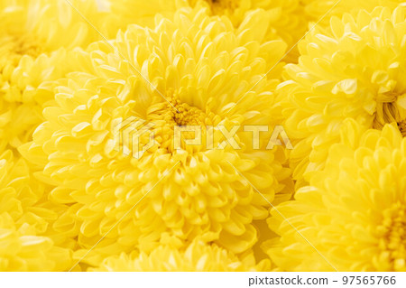 黃色菊花關閉 97565766