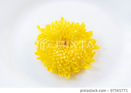 yellow chrysanthemum flower on white background yellow chrysanthemum flower on white background 97565771