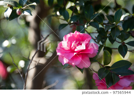 A vivid camellia that illuminates the winter A vivid camellia that illuminates the winter 97565944